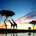 تور آفریقا از تهران