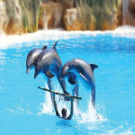 تور کیش از تهران