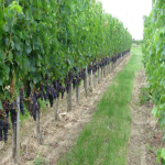 تور ملایر از تهران