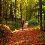 تور جنگل راش از تهران