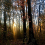 تور جنگل راش از تهران